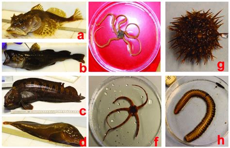 are fish invertebrates|Are goldfish invertebrates .